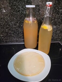 Scoby na prípravu kombuchy