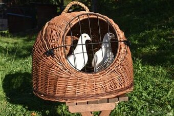 Ponukam svadobne postove holuby - 1