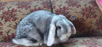 Minilop samicka s VP