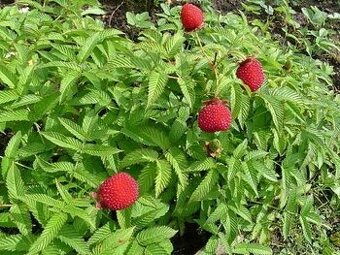 Tibetska malina,alebo jahoda-malina.