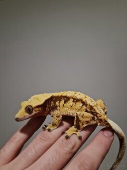 Pagekón Riasnatý Correlophus Ciliatus