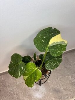 Monstera thai Constellation