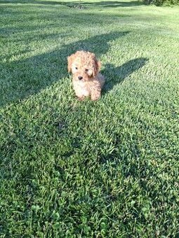 Maltipoo