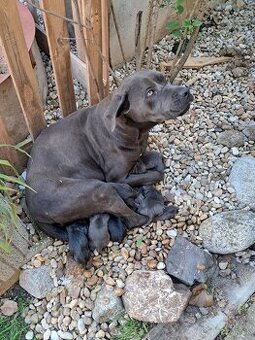 Predám šteniatka Cane Corso + Bandog