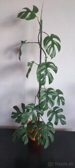 Monstera