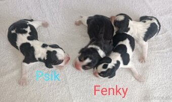 Bigl, Beagle, Bigel,Bígl šteniatka