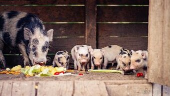 Gottingenské miniprasiatka