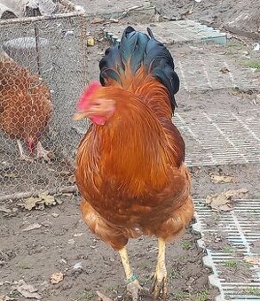 Predám kohútov hempšírov