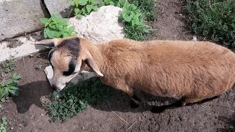 Kamerunska ovca, kamerunský baran