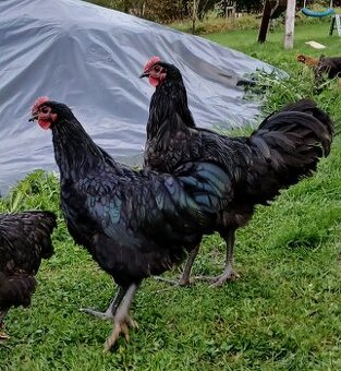 Kohút australorpky