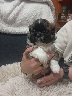 Shi-tzu, Shitzu
