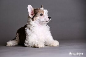 Čínsky chocholatý pes - šteniatka