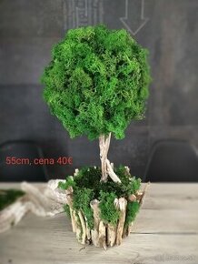 Machovy strom, bonsaj - 1