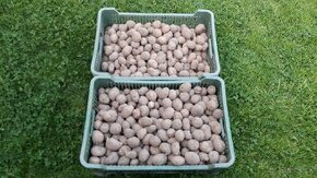 Sadbové zemiaky odroda Megan 0,50 E/kg