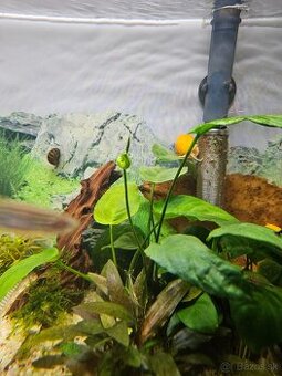 Anubias barteri