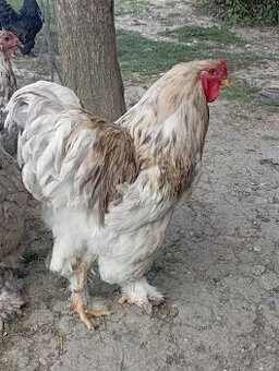 Brahmanka veľká