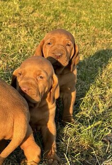 Maďarská vyžla šteniatka