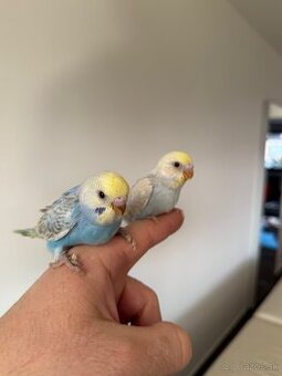 Andulky Dúhové Maznačikovia