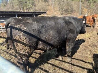 🐂 PLEMENNÝ BÝK ABERDEEN ANGUS – BLACK  CHRISTOS Z JAKUBOVIC