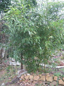 Bambus - 1