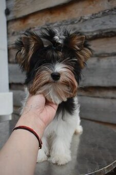 Biewer Terrier s PP FCI