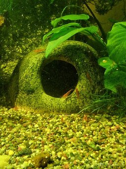 Krevety neocardina - slabo vyfarbené