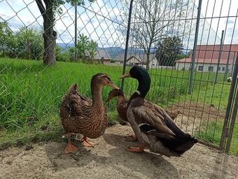Kačice