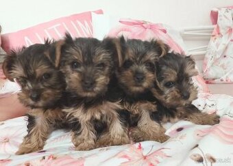 Yorkshire teriér šteniatka