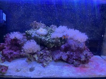 Morske akvarium