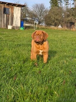 Bordeauxská doga s PP