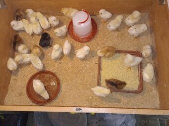 Leghorn  kuriatka