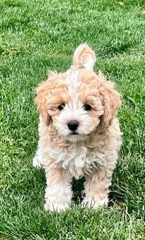 Maltipoo