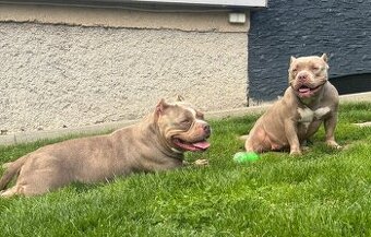American bully