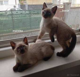 Ragdoll Siamsky