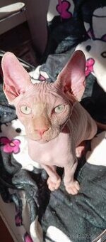 Kanadský sphynx kocúrik