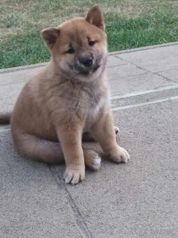 Predám šteniatka Shiba inu