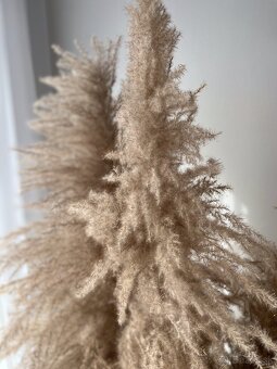 VYSOKÉ HUSTÉ PAMPASY