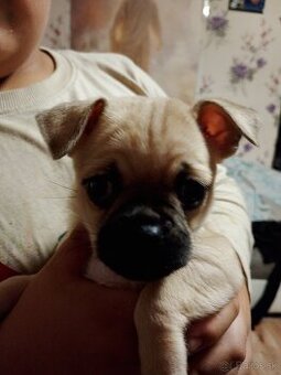 mops