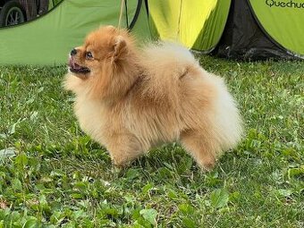 Nememcký špic/ Pomeranian