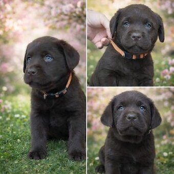 Šteniatka labrador retriever s PP, Labradorsky retriever
