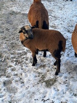 Kamerunský baran/ovca