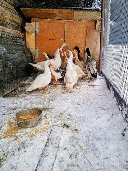 Predám Indických bežcov