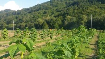 Paulownia- vysadte si svoj vlastný les