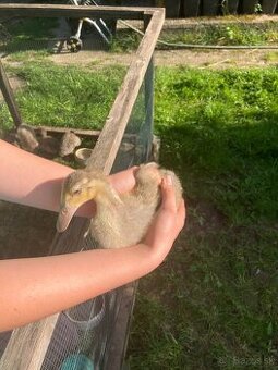 Indicky bezec