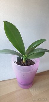Orchidea