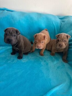 Sharpei,Shar-pei,šarpej