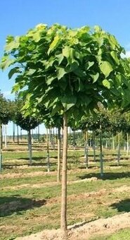 Katalpa NANA