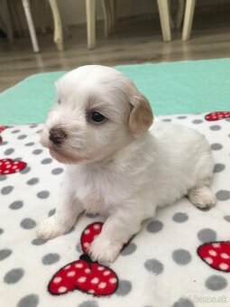 Havanský psík -Bichon havanský s PP