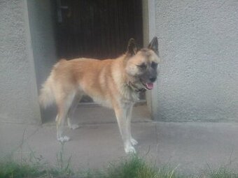 Darujem psíka