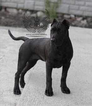 Bandog